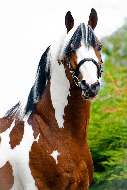 Homozygous Dutch Warmblood Tobiano Stallion At Stud - Solaris Buenno